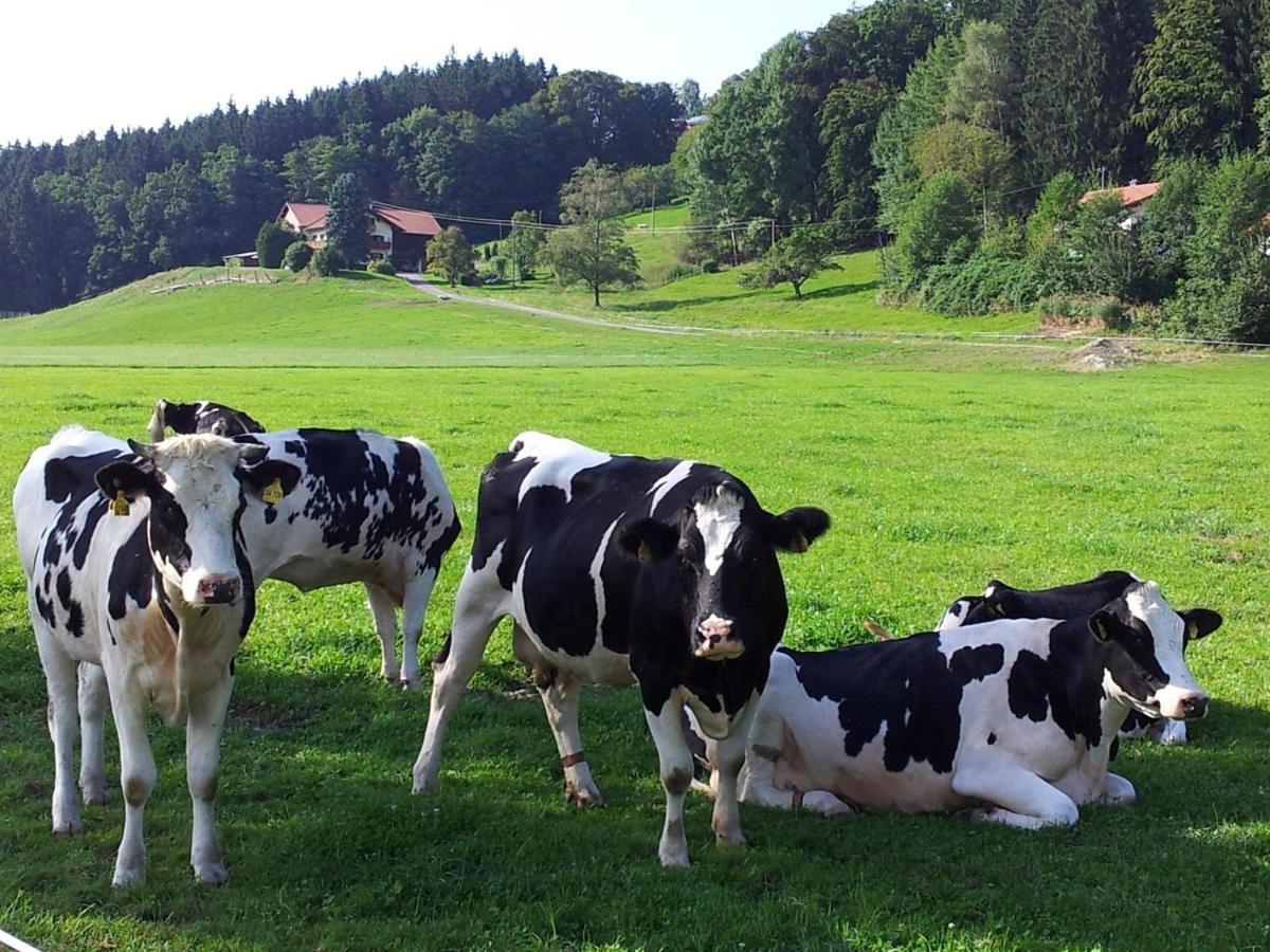 Zwischen Chiemsee Und Bergen Ug Bernau am Chiemsee Esterno foto